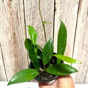 Hoya Pubicalyx Wax Starter Plant